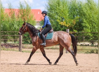 American Quarter Horse, Castrone, 6 Anni, 157 cm, Baio roano
