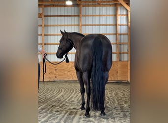 American Quarter Horse, Castrone, 6 Anni, 157 cm, Baio scuro