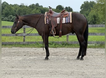 American Quarter Horse, Castrone, 6 Anni, 157 cm, Baio scuro