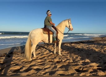 American Quarter Horse, Castrone, 6 Anni, 157 cm, Cremello