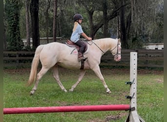 American Quarter Horse, Castrone, 6 Anni, 157 cm, Cremello