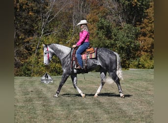 American Quarter Horse, Castrone, 6 Anni, 157 cm, Grigio pezzato