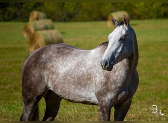 American Quarter Horse, Castrone, 6 Anni, 157 cm, Grigio pezzato