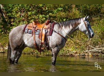 American Quarter Horse, Castrone, 6 Anni, 157 cm, Grigio pezzato