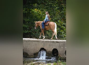 American Quarter Horse, Castrone, 6 Anni, 157 cm, Palomino