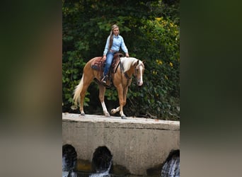 American Quarter Horse, Castrone, 6 Anni, 157 cm, Palomino