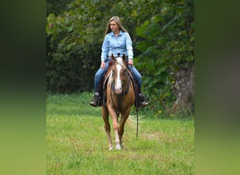 American Quarter Horse, Castrone, 6 Anni, 157 cm, Palomino