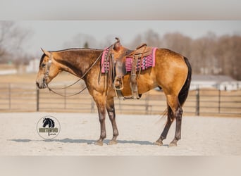 American Quarter Horse, Castrone, 6 Anni, 157 cm, Pelle di daino