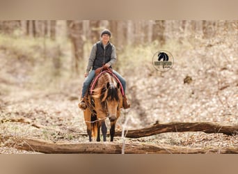 American Quarter Horse, Castrone, 6 Anni, 157 cm, Pelle di daino