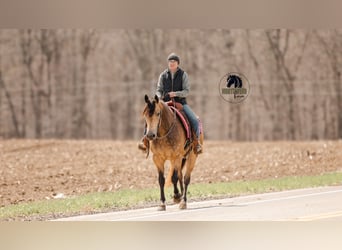 American Quarter Horse, Castrone, 6 Anni, 157 cm, Pelle di daino