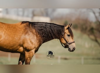 American Quarter Horse, Castrone, 6 Anni, 157 cm, Pelle di daino