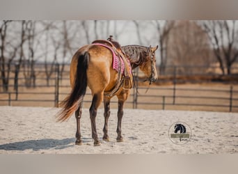American Quarter Horse, Castrone, 6 Anni, 157 cm, Pelle di daino