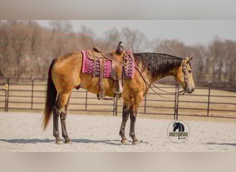 American Quarter Horse, Castrone, 6 Anni, 157 cm, Pelle di daino