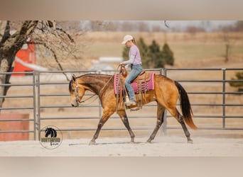 American Quarter Horse, Castrone, 6 Anni, 157 cm, Pelle di daino