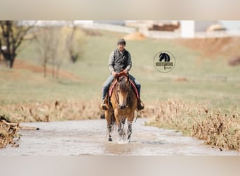 American Quarter Horse, Castrone, 6 Anni, 157 cm, Pelle di daino