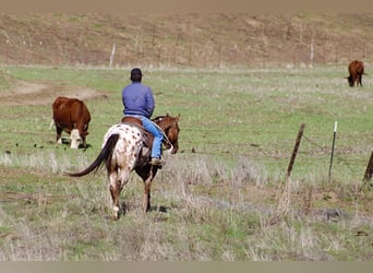 American Quarter Horse, Castrone, 6 Anni, 157 cm, Pelle di daino