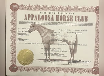 American Quarter Horse, Castrone, 6 Anni, 157 cm, Pelle di daino