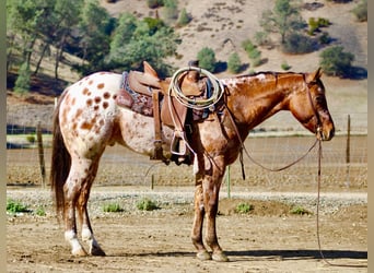 American Quarter Horse, Castrone, 6 Anni, 157 cm, Pelle di daino