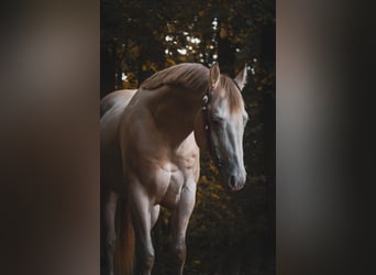 American Quarter Horse, Castrone, 6 Anni, 157 cm, Perlino