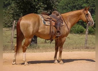 American Quarter Horse, Castrone, 6 Anni, 157 cm, Red dun