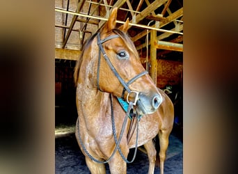 American Quarter Horse, Castrone, 6 Anni, 157 cm, Roano rosso