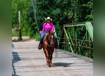 American Quarter Horse, Castrone, 6 Anni, 157 cm, Sauro ciliegia