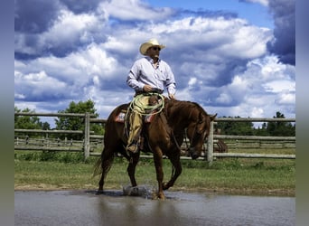 American Quarter Horse, Castrone, 6 Anni, 157 cm, Sauro ciliegia