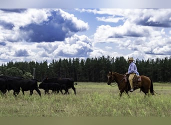 American Quarter Horse, Castrone, 6 Anni, 157 cm, Sauro ciliegia