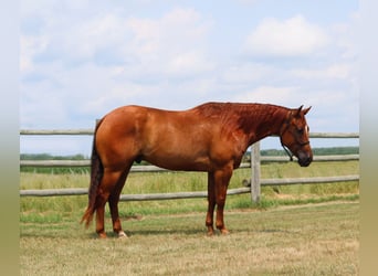 American Quarter Horse, Castrone, 6 Anni, 157 cm, Sauro ciliegia