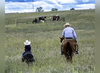 American Quarter Horse, Castrone, 6 Anni, 157 cm, Sauro ciliegia