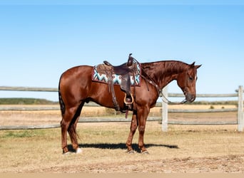 American Quarter Horse, Castrone, 6 Anni, 157 cm, Sauro ciliegia