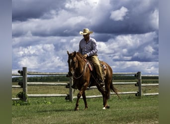 American Quarter Horse, Castrone, 6 Anni, 157 cm, Sauro ciliegia