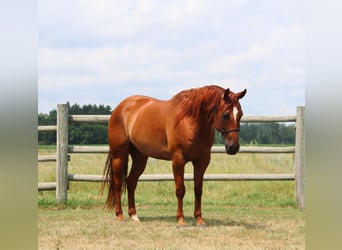 American Quarter Horse, Castrone, 6 Anni, 157 cm, Sauro ciliegia