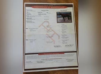 American Quarter Horse, Castrone, 6 Anni, 157 cm, Sauro