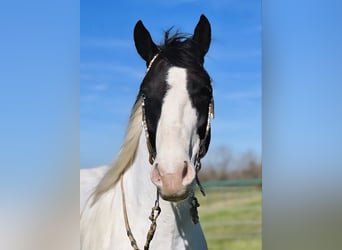 American Quarter Horse, Castrone, 6 Anni, 157 cm, Tobiano-tutti i colori