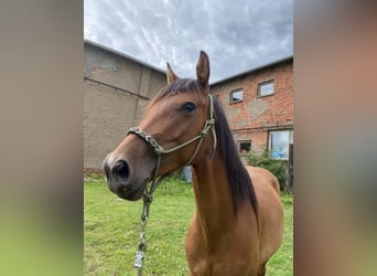 American Quarter Horse Mix, Castrone, 6 Anni, 160 cm, Baio