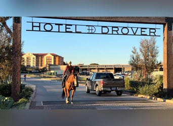 American Quarter Horse, Castrone, 6 Anni, 160 cm, Baio ciliegia