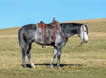 American Quarter Horse, Castrone, 6 Anni, 160 cm, Grigio