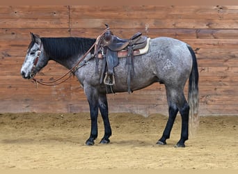 American Quarter Horse, Castrone, 6 Anni, 160 cm, Grigio