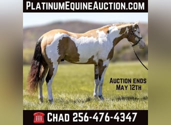 American Quarter Horse, Castrone, 6 Anni, 160 cm, Overo-tutti i colori