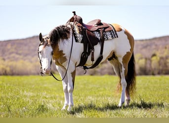 American Quarter Horse, Castrone, 6 Anni, 160 cm, Overo-tutti i colori