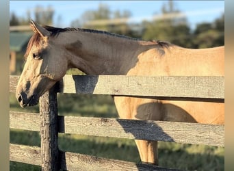 American Quarter Horse, Castrone, 6 Anni, 160 cm, Pelle di daino