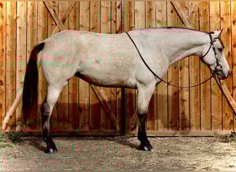 American Quarter Horse, Castrone, 6 Anni, 160 cm, Pelle di daino