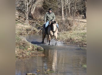 American Quarter Horse, Castrone, 6 Anni, 160 cm, Pelle di daino