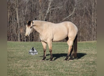 American Quarter Horse, Castrone, 6 Anni, 160 cm, Pelle di daino