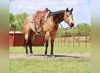 American Quarter Horse, Castrone, 6 Anni, 160 cm, Pelle di daino