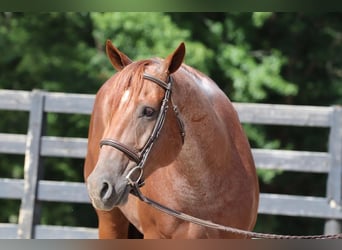 American Quarter Horse, Castrone, 6 Anni, 160 cm, Roano rosso