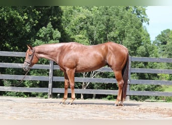 American Quarter Horse, Castrone, 6 Anni, 160 cm, Roano rosso