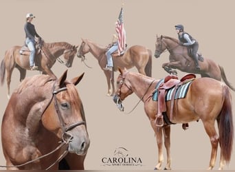 American Quarter Horse, Castrone, 6 Anni, 160 cm, Roano rosso