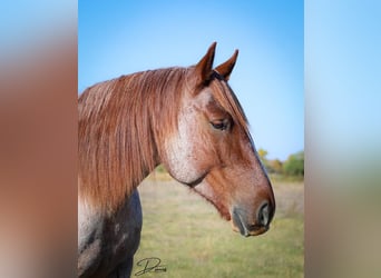 American Quarter Horse Mix, Castrone, 6 Anni, 160 cm, Roano rosso
